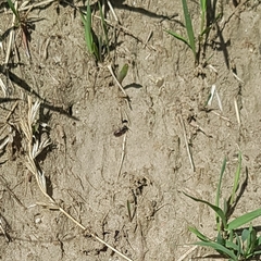 Sphecodes albilabris