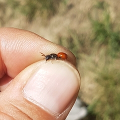 Sphecodes albilabris