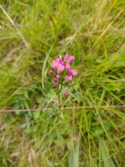 Centaurium erythraea