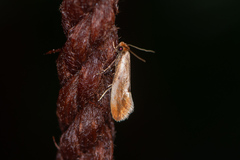 Tinea semifulvella