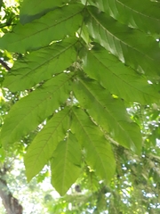 Pterocarya fraxinifolia