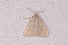 Macrochilo cribrumalis