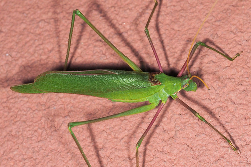 Italian Long-legged Bush-Cricket