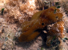 Chondrilla nucula