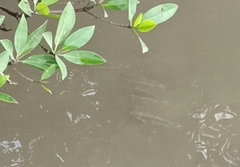 Planiliza subviridis