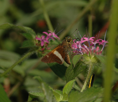 Oxynthes corusca