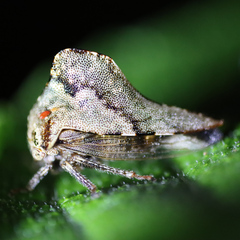 Telamona ampelopsidis