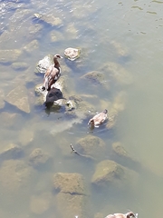 Alopochen aegyptiaca