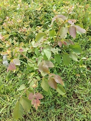 Magnoliopsida