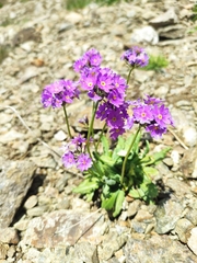 Primula algida