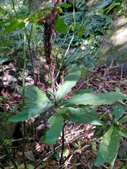 Habenaria pantlingiana