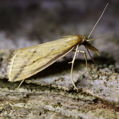 Donacaula longirostrallus