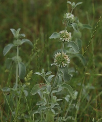 Marrubium incanum