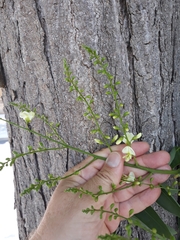 Styphnolobium japonicum