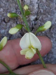 Styphnolobium japonicum