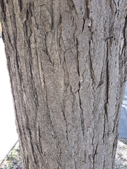 Styphnolobium japonicum