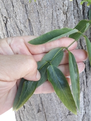 Styphnolobium japonicum