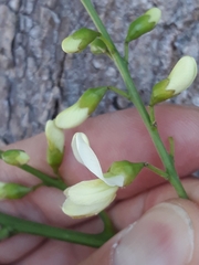 Styphnolobium japonicum