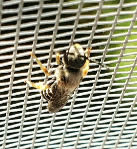 Orange-legged Furrow Bee photographed in North Dakota