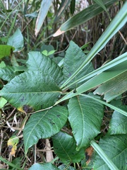 Toxicodendron orientale