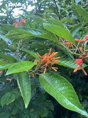 Hamelia patens image