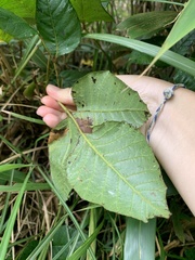 Toxicodendron orientale