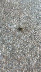 Heliophanus equester