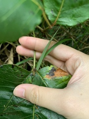 Toxicodendron orientale
