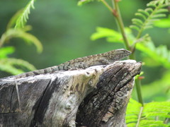Sceloporus utiformis