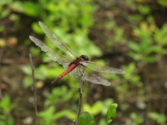 Tramea transmarina euryale