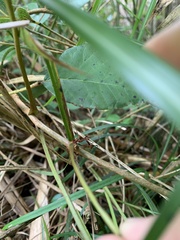 Toxicodendron orientale