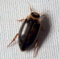 Coptotomus longulus lenticus