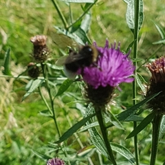 Bombus vestalis