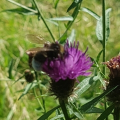 Bombus vestalis