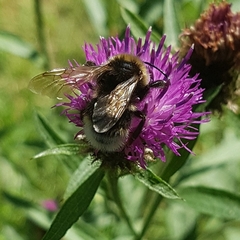 Bombus vestalis