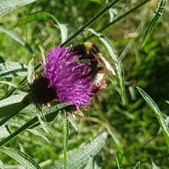 Bombus vestalis