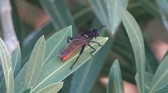 Mydas ventralis