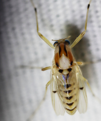 Coelotanypus concinnus
