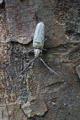 Batocera lineolata