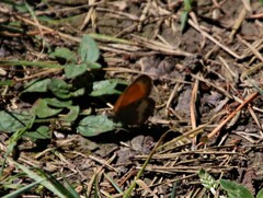 Coenonympha arcania