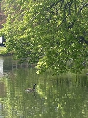 Branta canadensis