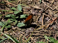 Coenonympha arcania