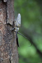 Batocera lineolata