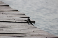 Tachycineta albilinea