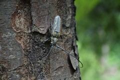 Batocera lineolata