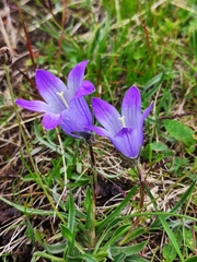 Campanula tridentata