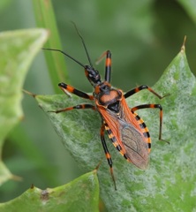 Rhynocoris rubricus