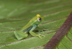 Boana punctata