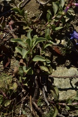 Penstemon parvulus
