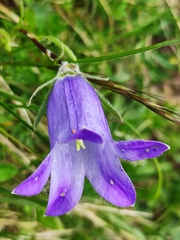 Campanula tridentata